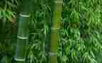 关于竹的心得体会作文8篇