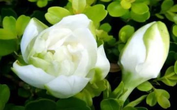 养栀子花作文优质7篇